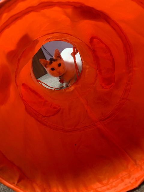 Meccana Marie Wereley